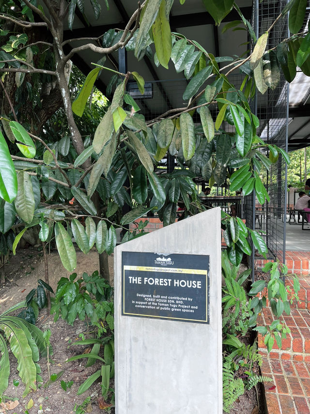 Summer Hiking Escape at Taman Tugu Forest Trail