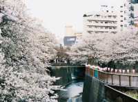 一生人必去的目黑川櫻花祭！
