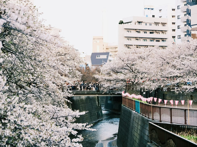 一生人必去的目黑川櫻花祭！
