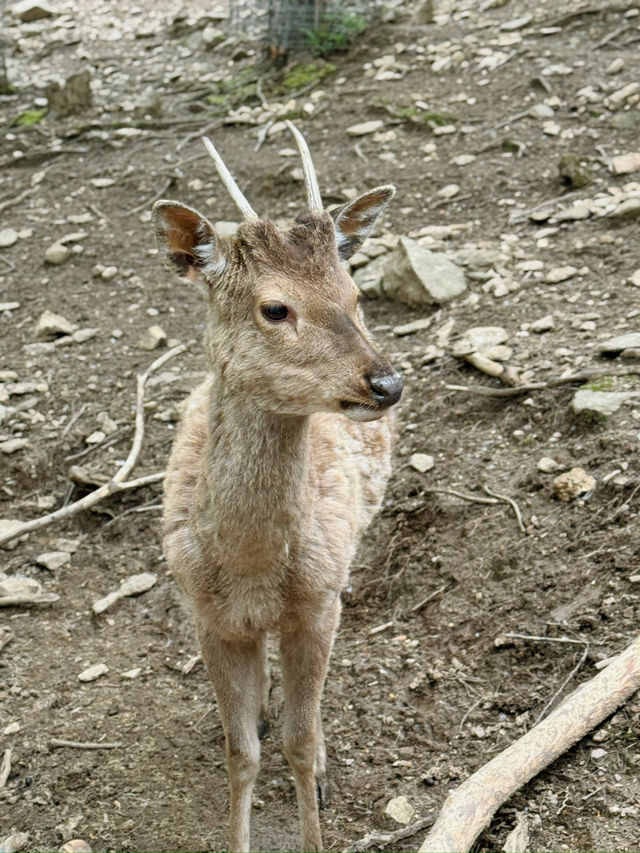 🦙 숲속에서 알파카와 눈맞춤 