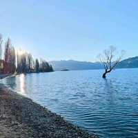 That Wanaka Tree