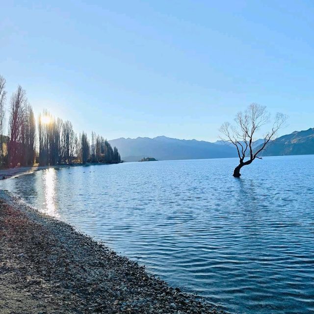 That Wanaka Tree