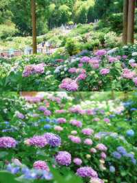 ทุ่งดอกไฮเดรนเยียที่สวยที่สุดใน Fukuoka 🩵🇯🇵