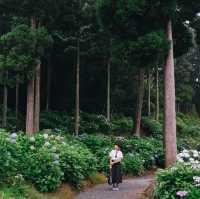 ทุ่งไฮเดรนเยียกลางป่าสนสวยที่สุดใน Fukuoka