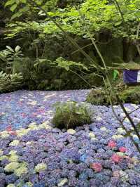 【福岡・篠栗】期間限定！紫陽花の池💜
