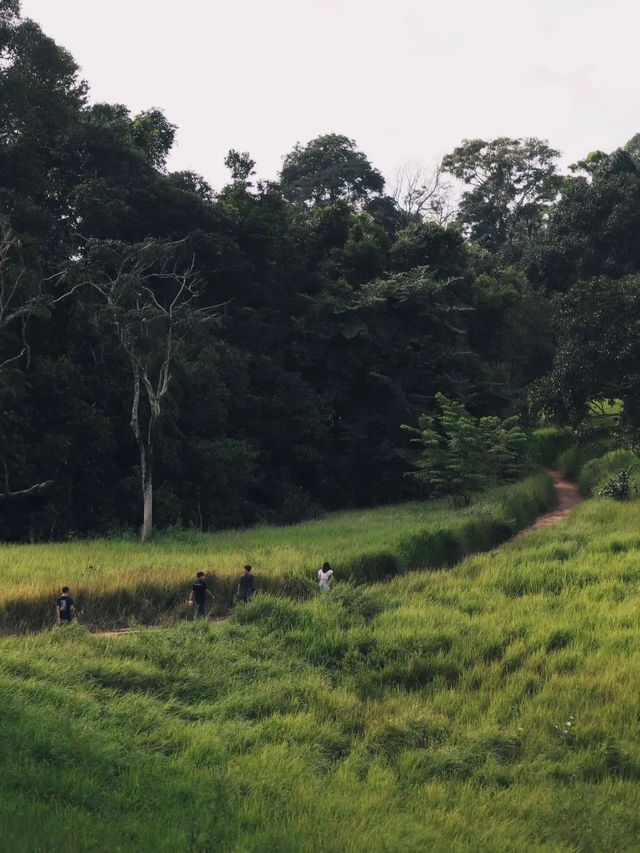 เขาใหญ่ในช่วงหน้าฝน เขียวมากกกก 💚🍃..............