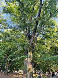 上野恩賜公園🇯🇵の芸術の散歩道で癒されよう🌿⟡.·
