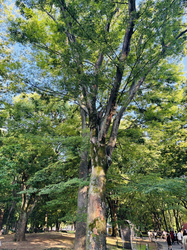 上野恩賜公園🇯🇵の芸術の散歩道で癒されよう🌿⟡.·
