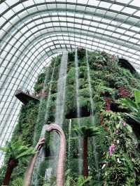 Step into Jurassic Wonder at Cloud Forest SG – A Must-Visit Experience!