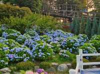 What a nice season to visit Jangsaengpo Hydrangea Festival