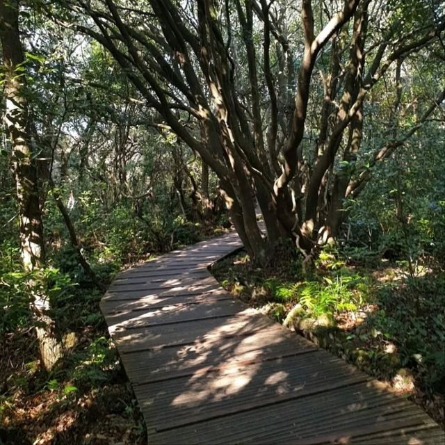 Nature Escape Vibes at Jeju Gotjawal Provincial Park