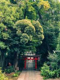 【自由が丘】心を整える最強パワースポット⛩熊野神社