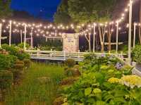 Dawn approaches with full bloom of hydrangeas