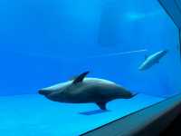 上越市立水族博物館（色調非常漂亮）