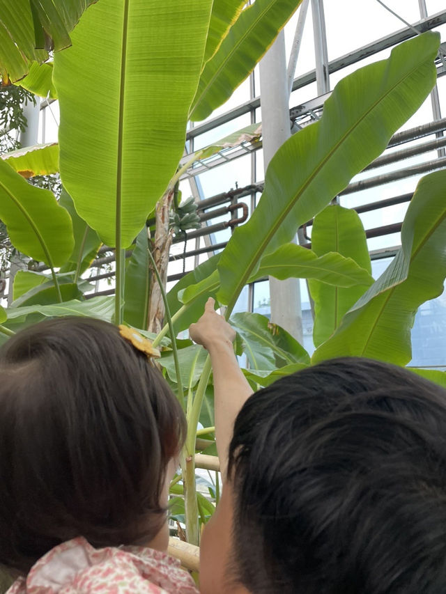 시원한 실내에서 이국적인 식물구경 어때요🌴