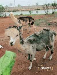 Have a fun day in this farm !! Carybaras, Alphaca!