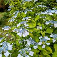 京都 | 京都府立植物園，盛夏的繡球花海