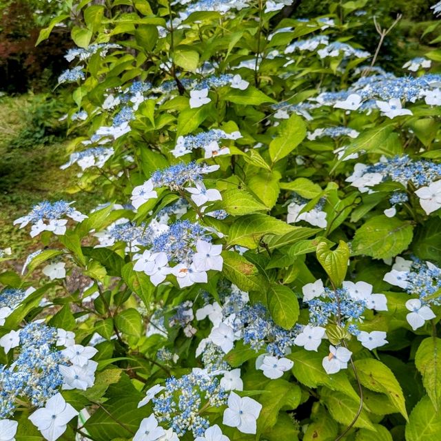 京都 | 京都府立植物園，盛夏的繡球花海