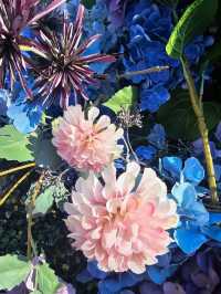 Elegance in Bloom in WF Central Gardens