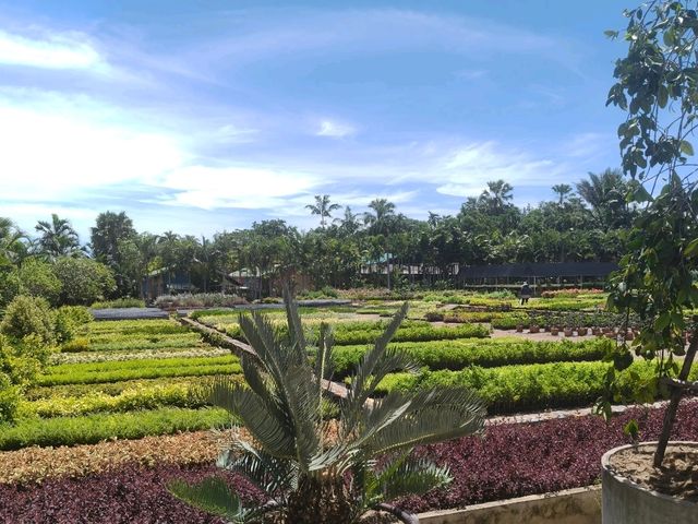 สวนนงนุช สวนสวย1ใน10ของโลก สวนนงนุช สวนสวย1ใน10ของโลก