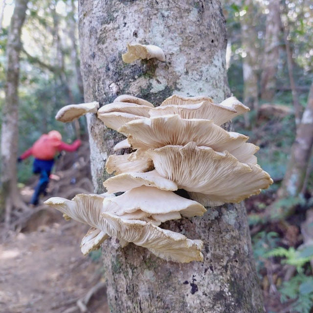 炎夏避暑的好去處～北得拉曼看神木群