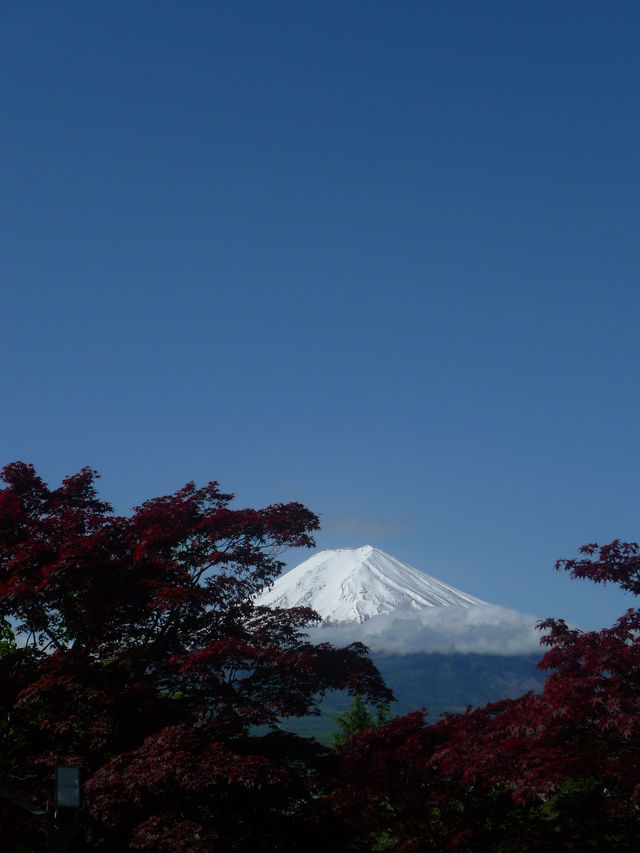 🌸 富士山下的靜謐時光｜新倉富士淺間神社・忠靈塔 🗻⛩️