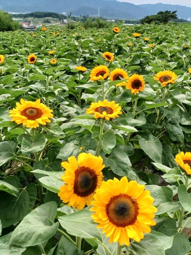 함안 여름꽃 축제의 현장
