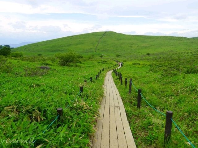 【長野】ニッコウキスゲが埋め尽くす！「霧ヶ峰・車山高原」