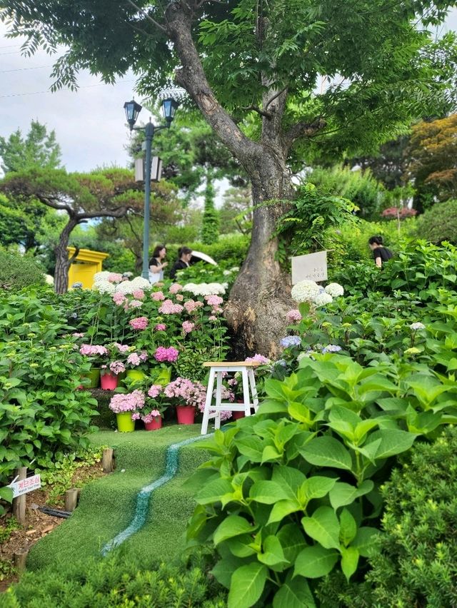 수국축제가 열리는 청주 민간정원
