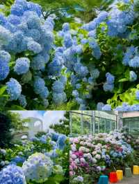🩷 山茶花之丘  Camellia Hill 카멜리아힐 💜