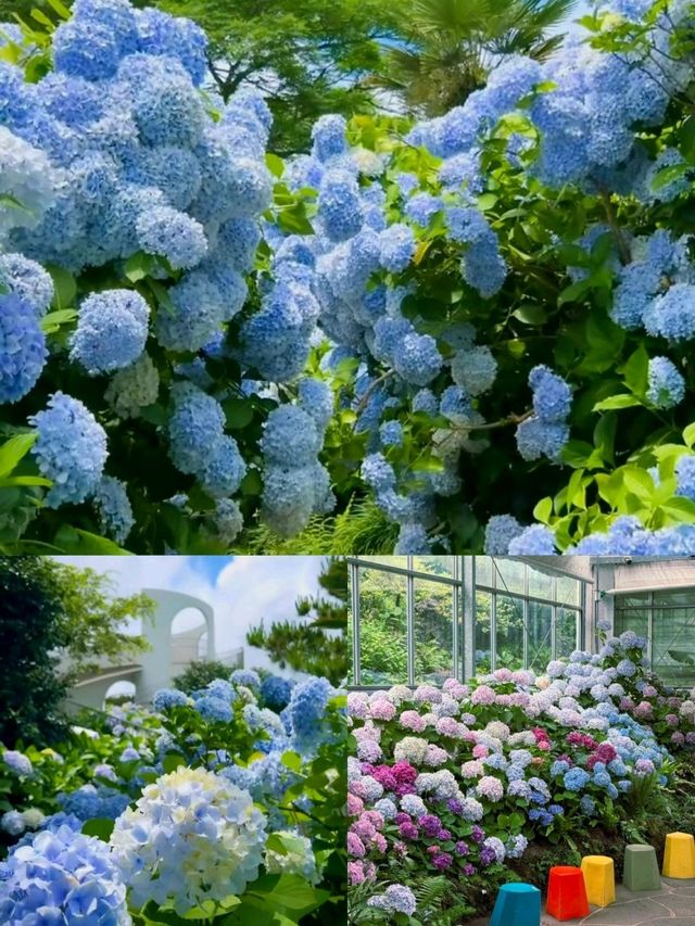 🩷 山茶花之丘  Camellia Hill 카멜리아힐 💜