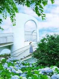 🩷 山茶花之丘  Camellia Hill 카멜리아힐 💜