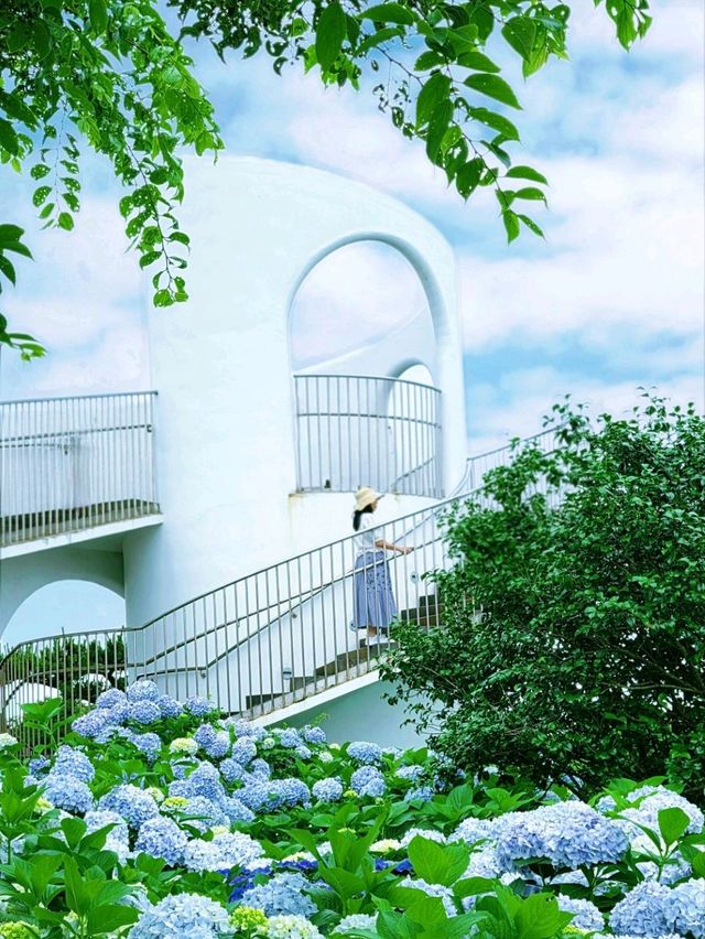 🩷 山茶花之丘  Camellia Hill 카멜리아힐 💜