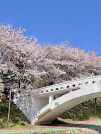 ดอกพ็อดกดใกล้โซล ถ่ายรูปสวย คนไม่เยอะ!