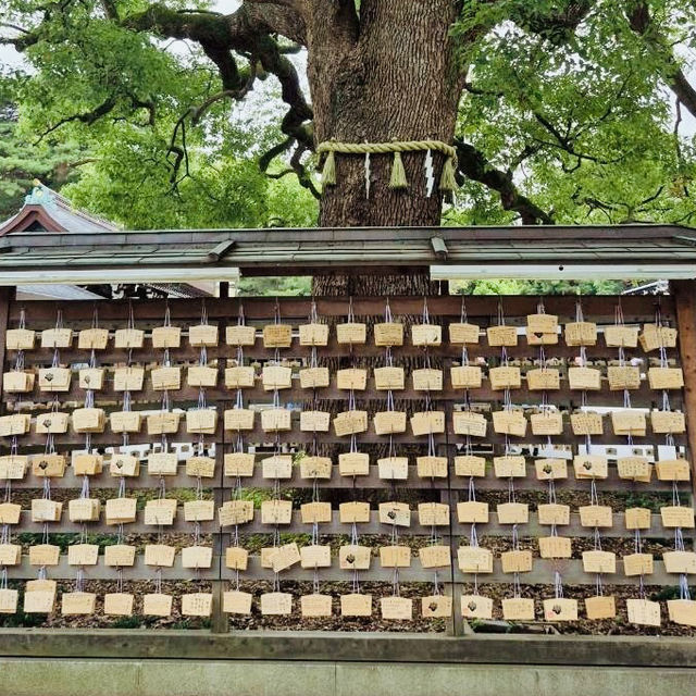 Meiji Jingu: A Tranquil Path to Tokyo’s Sacred Heart