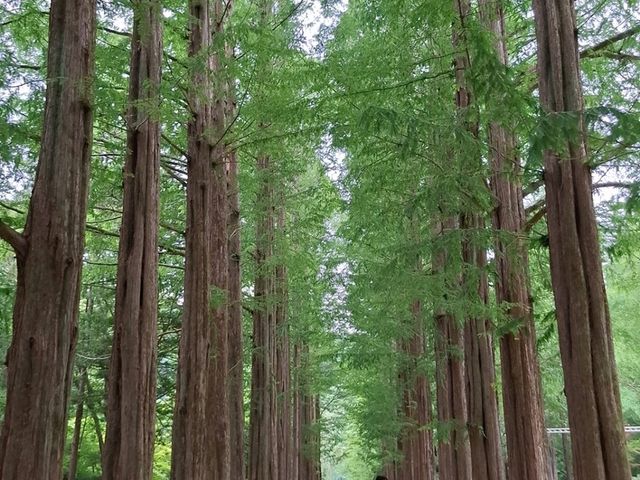陽光穿透樹梢灑在金色地毯上，不論是情侶牽手散步，或是旅人拍照留影，每個角落都是唯美畫面。