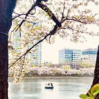 Solo Serenity at Seokchon Lake: Seoul’s Cherry Blossom Paradise** 🌸🚶♀️   