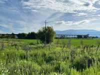 🌻✨ Xizhou Fields: A Day of Unexpected Beauty and Breezy Rides