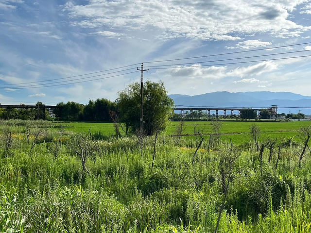 🌻✨ Xizhou Fields: A Day of Unexpected Beauty and Breezy Rides