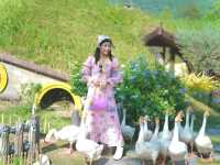 อัลปาก้าฮิลล์ สวนผึ้ง