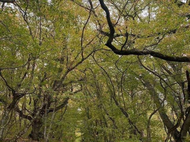 Forest Trails & Monastery Feels