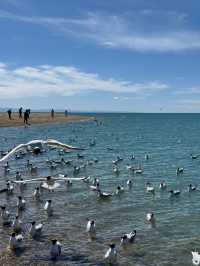 Whispers from the Plateau: Qinghai Lake’s Timeless Beauty