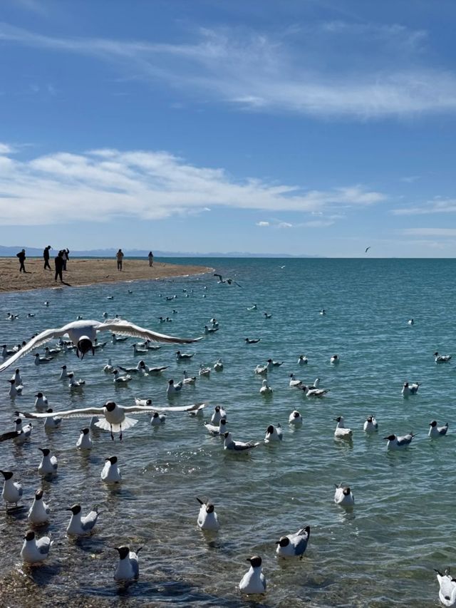 Whispers from the Plateau: Qinghai Lake’s Timeless Beauty