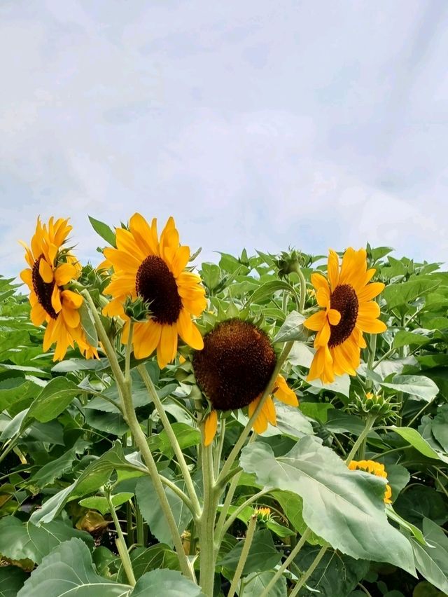 여름 꽃 축제