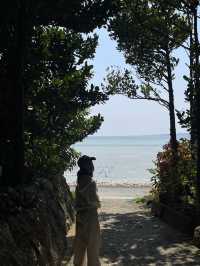ปั่นจักรยาน หมู่บ้าน Bise-Fukugi (Okinawa) 🌲🚲🐈