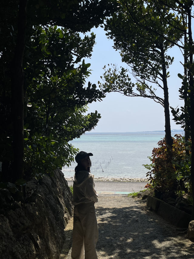 ปั่นจักรยาน หมู่บ้าน Bise-Fukugi (Okinawa) 🌲🚲🐈