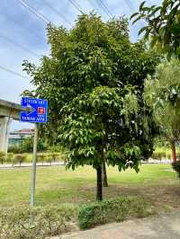 Urban Calm Beneath the Tracks: A Stroll Through Taman Jaya Park