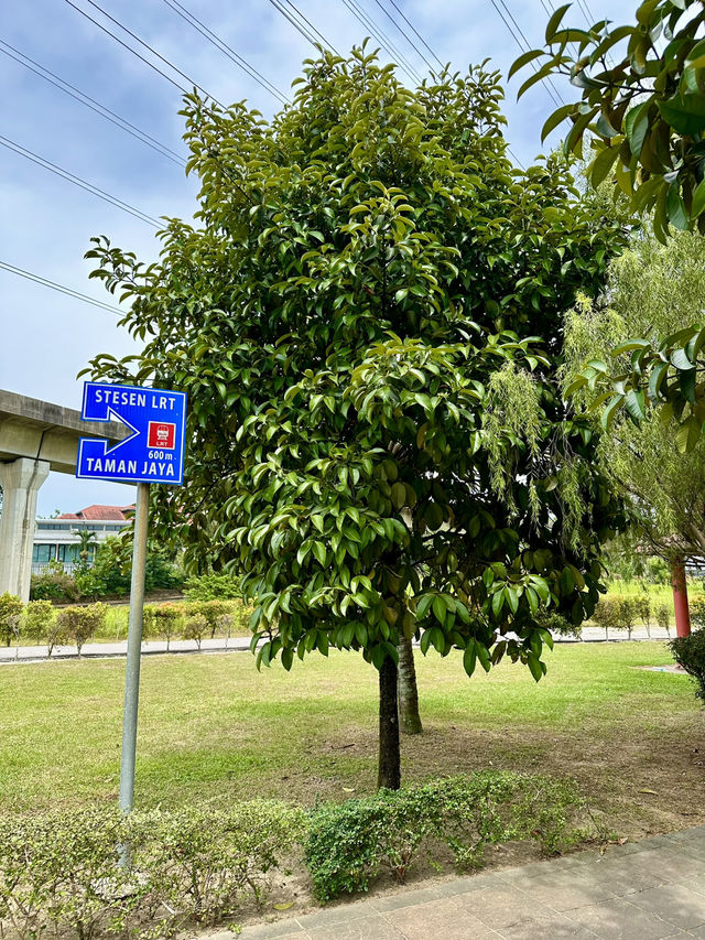 Urban Calm Beneath the Tracks: A Stroll Through Taman Jaya Park