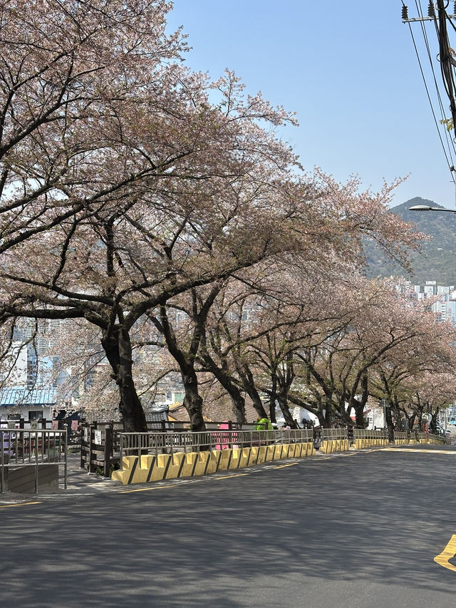 Deokcheon Cherry Blossom Road – อุโมงค์ซากุระ 🌸