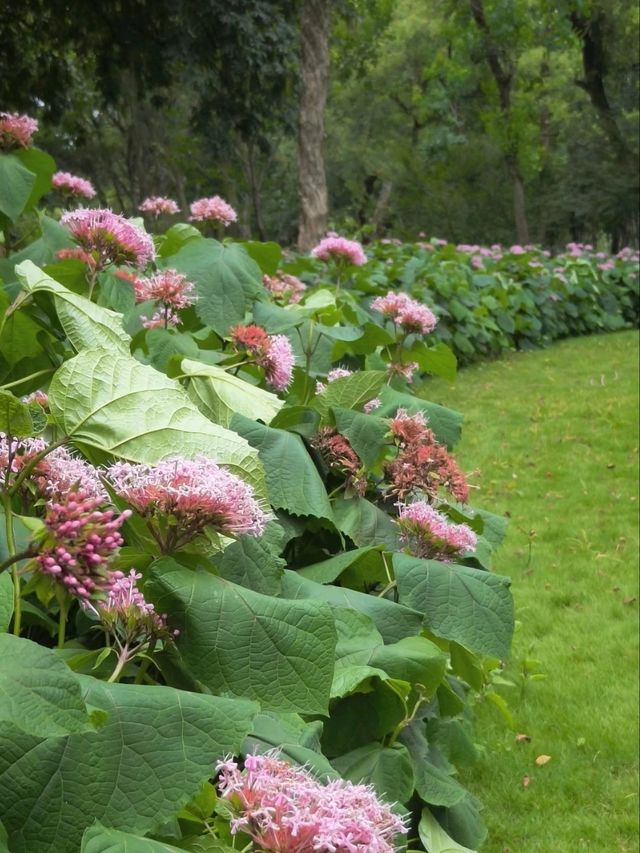 The Enigmatic "Stinkless" Stinkweed Blooms of Maojiapu